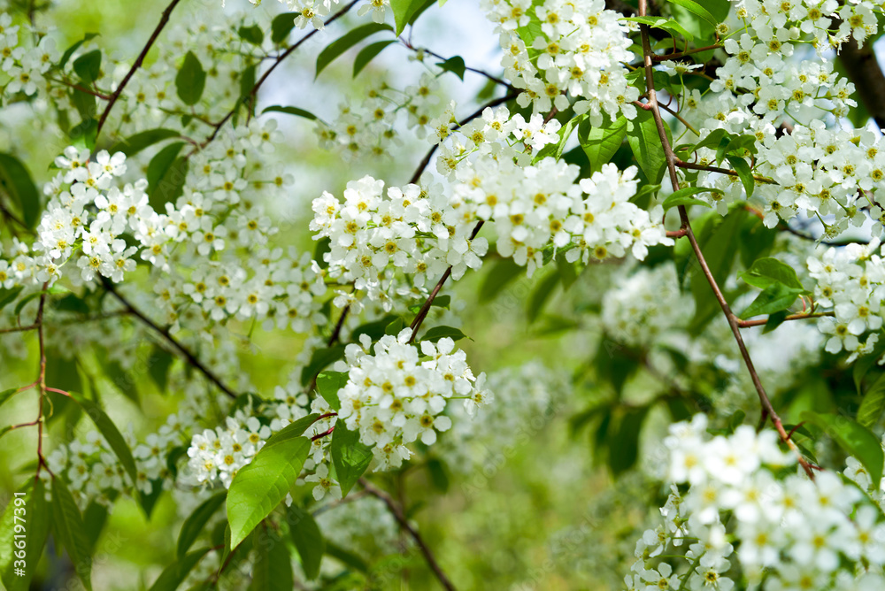 Flowers pear close-up. Blurred background. Pear blossom in early spring Flowers pear close-up. Blurred background. Pear blossom in early spring