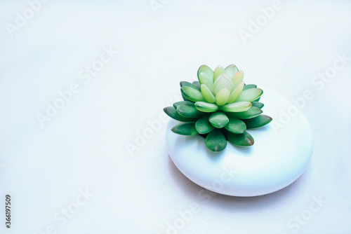 Cactus succulent in white planter on white background