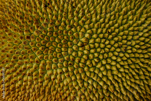 Rough Green texture  Close up of young jackfruit  Tropical fruit