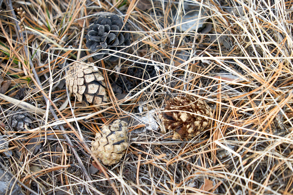 Pine cone on forest ground, close-up cones on forest floor Pine cone on forest ground, close-up cones on forest floor