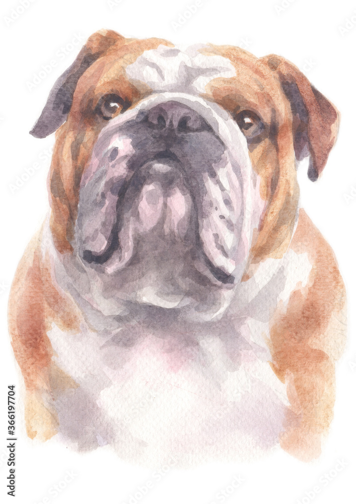 Fototapeta premium Water colour painting of Bulldog