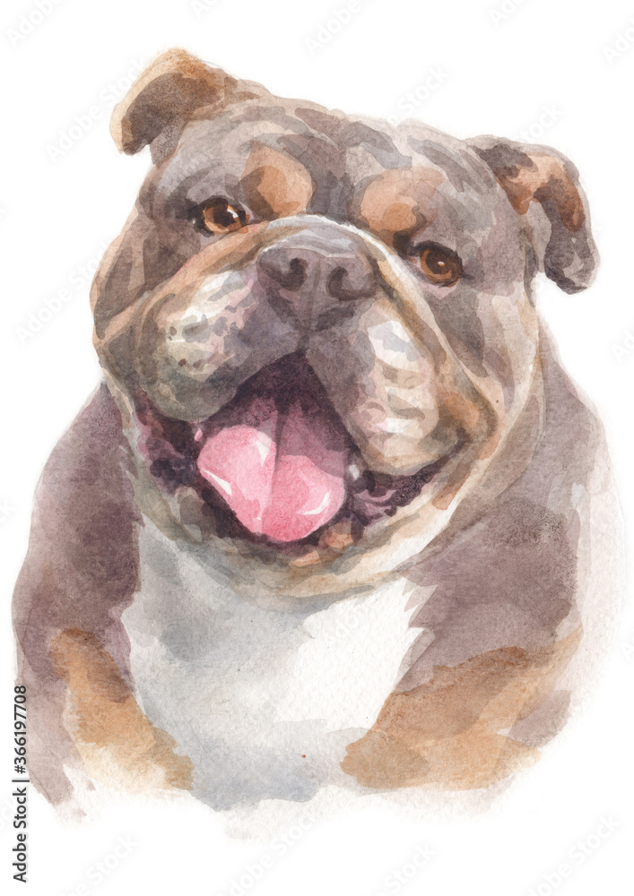 Water colour painting of Bulldog