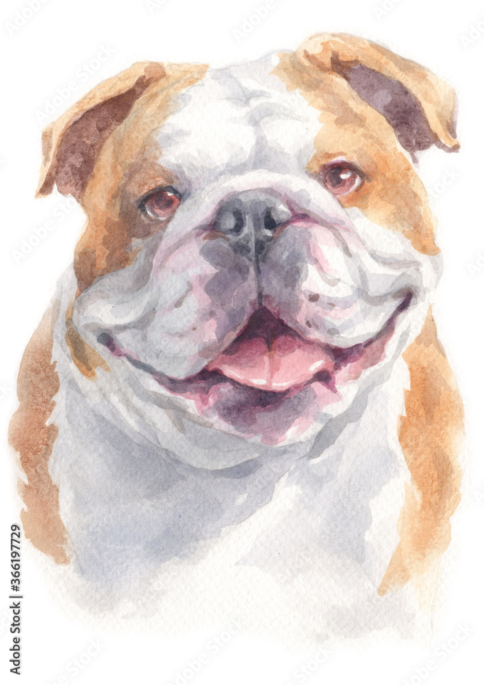 Water colour painting of Bulldog