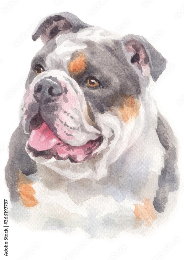 Water colour painting of Bulldog
