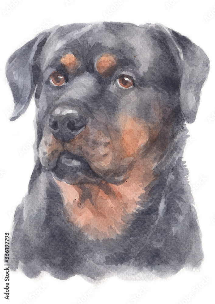 Obraz premium Water colour painting of Rottweiler dog