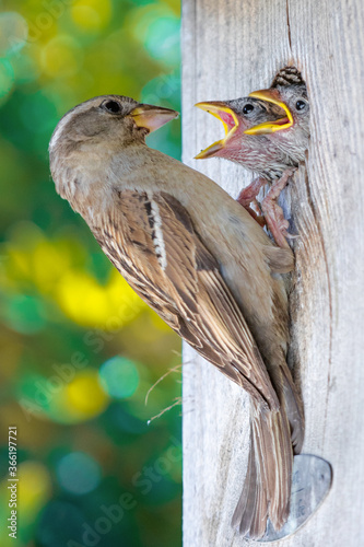 Close up of a sparrow perced on its nest feeding its chicks, against a green bokeh background photo