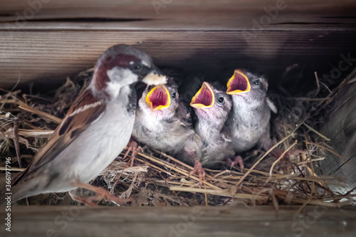 Wallpaper Mural Close up of a nest with a sparrow is feeding its three chicks Torontodigital.ca