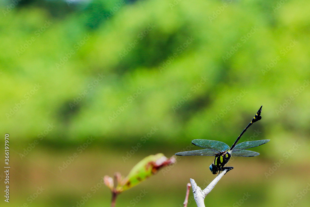 Dragonfly on a branch Dragonfly on a branch
