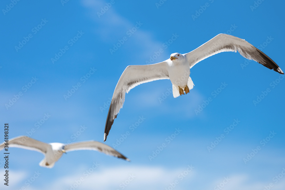 Close up of two seagulls gliding close to each other, against a blue sky with sparse clouds Close up of two seagulls gliding close to each other, against a blue sky with sparse clouds