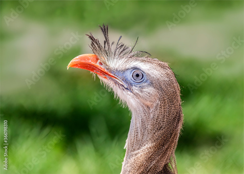 With blue eyes and orange red beak, the red-legged seriema (Cariama cristata), also known as the crested cariama, or crested seriema, is a mostly predatory bird inhabiting grasslands of South America. photo