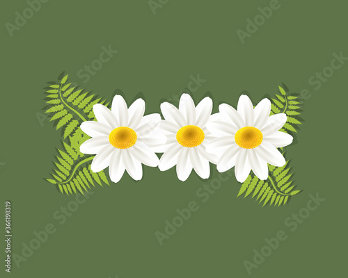 White daisy flowers chamomile greetings card holidays beautiful garden vector image banner template graphic design business card logo background 