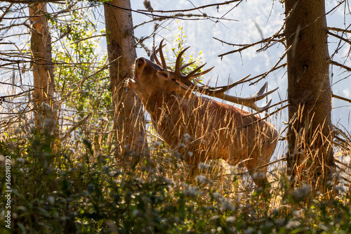 Majestic red deer ( cervus elaphus) stag cervus elaphus bellowing in spruce forest during rut season in Autumn Fall photo