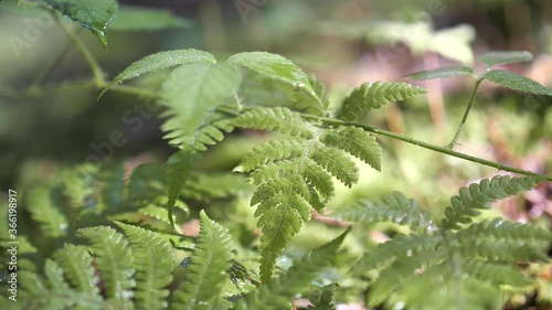 Water Drops On The Lush Green Fern In The Forest. Fresh Green Leaf With Water Drops In Obersee, Nafels, Switzerland. - close up shot photo