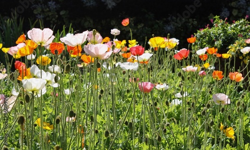 Fototapeta Naklejka Na Ścianę i Meble -  Poppy Flowers Garden