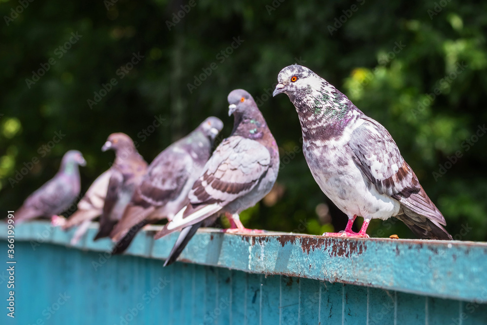Obraz premium Pigeons sit on an iron fence in a city park