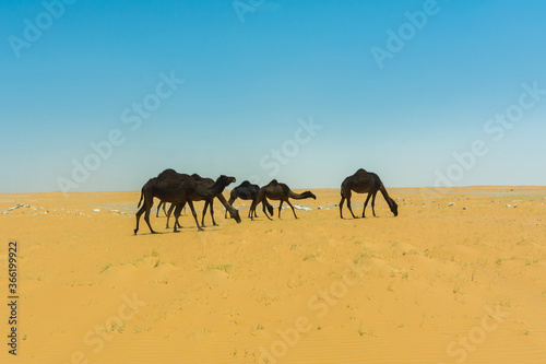 Camels eating grass in desert