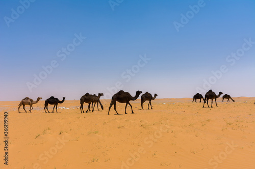 Camels eating grass in desert © Naushad