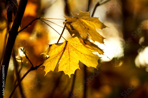 Yellow autumn leaves on a maple branch in a dark forest in the sun