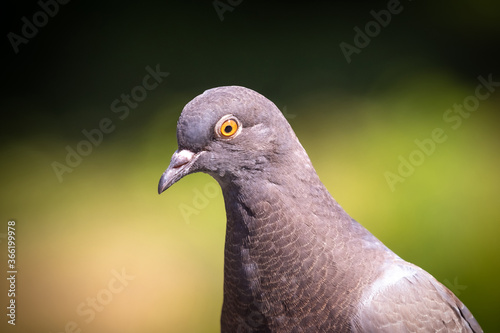 Portrait of a gray dove in sunny weather on a blurred background