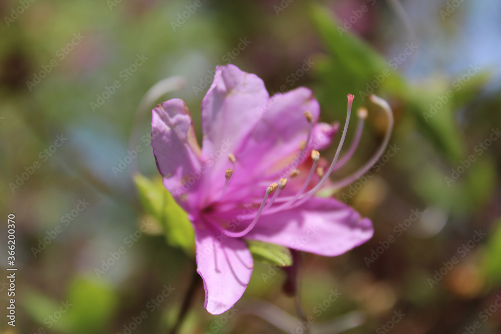 Focus on the Purple Splendor Azalea with the sunlight at Kyoto, Japan Focus on the Purple Splendor Azalea with the sunlight at Kyoto, Japan