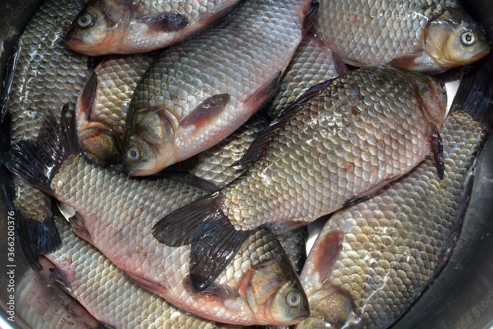 Carp fishing on the village pond. Carp fishing on the village pond.