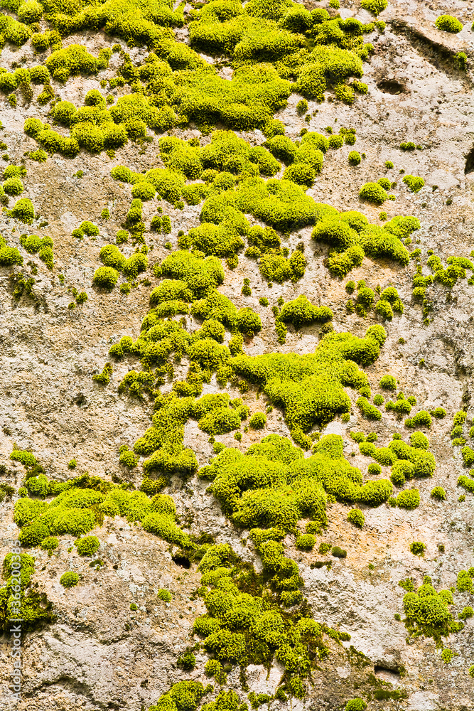 Green moss on the rock Green moss on the rock