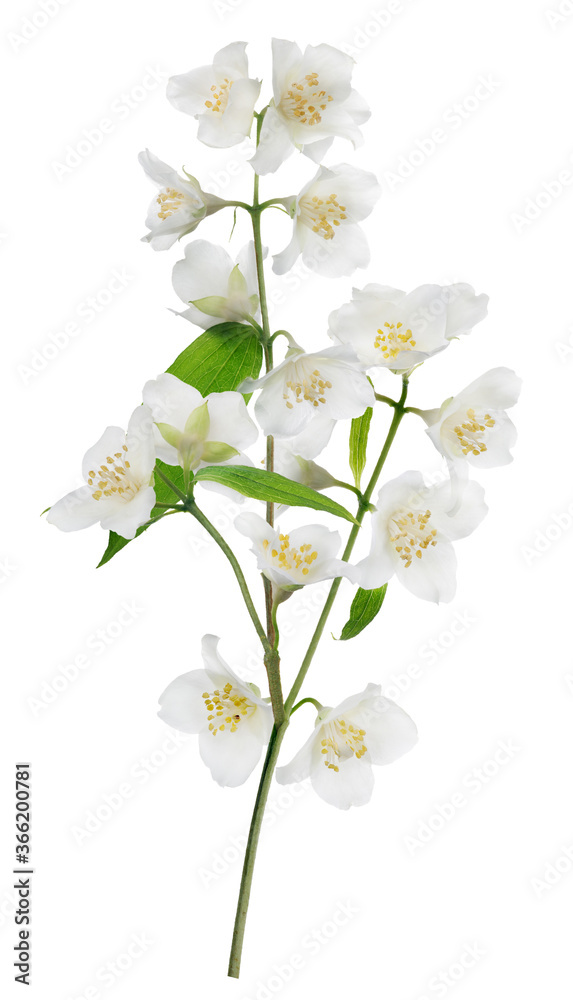 Fototapeta premium jasmine isolated branch with lot of white blooms