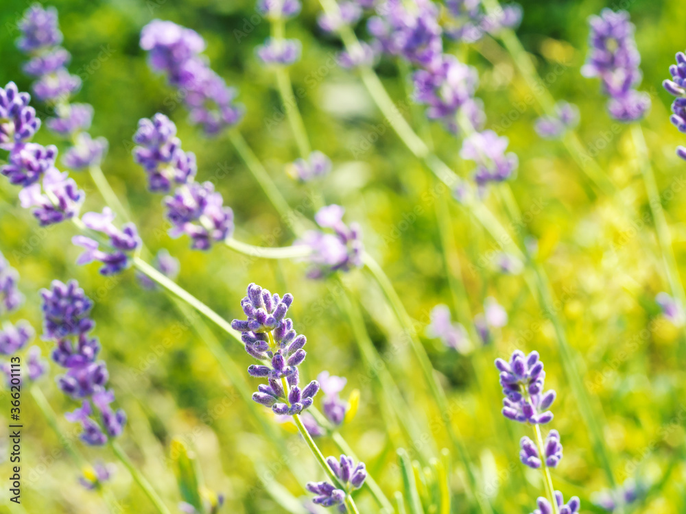 Beautiful violet Lavender blooming in green meadow Beautiful violet Lavender blooming in green meadow