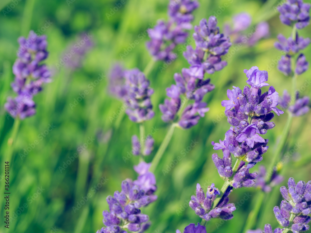 Beautiful violet Lavender blooming in green meadow Beautiful violet Lavender blooming in green meadow