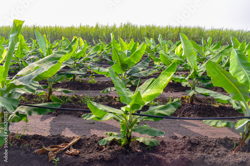 Growing Banana (musa) crop at morning with drip irrigation. Beautiful agricultural background. Banana plantation. Planting at field of India.