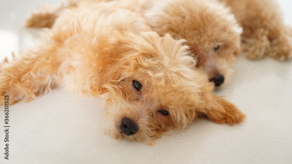 眠い子犬 眠い子犬