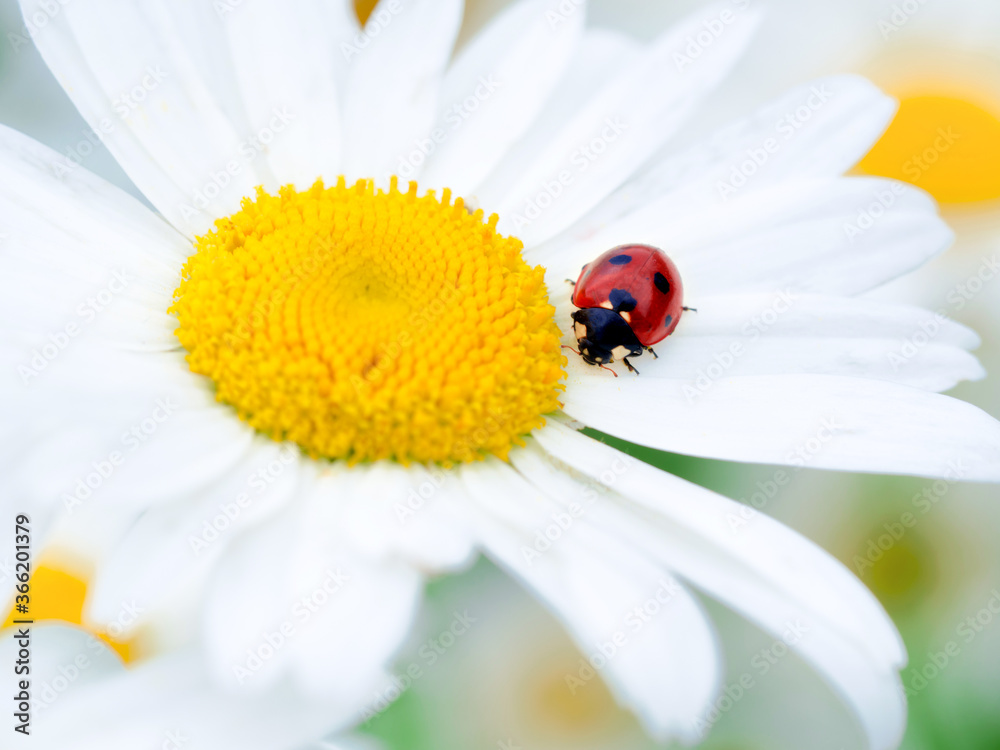 Beautiful red lady bug on a white daisy flower