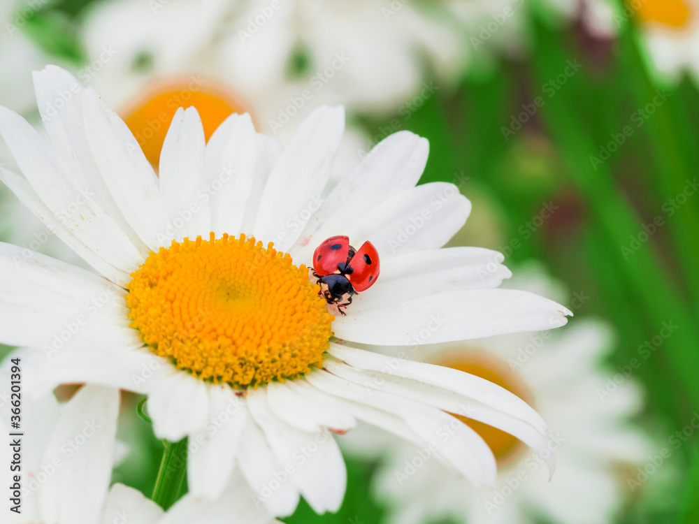 Beautiful red lady bug on a white daisy flower Beautiful red lady bug on a white daisy flower