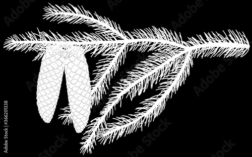 fir branch with needles and two cones isolated on black