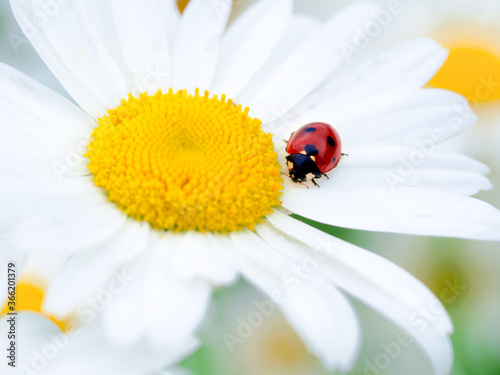 Beautiful red lady bug on a white daisy flower