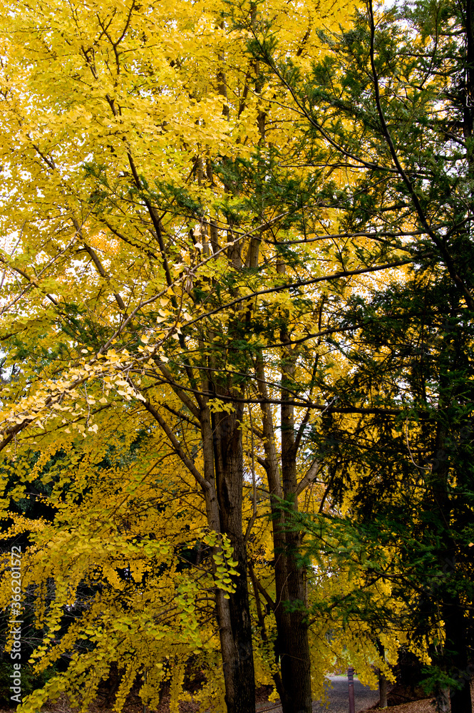 The leaves of the ginkgo tree are yellow.