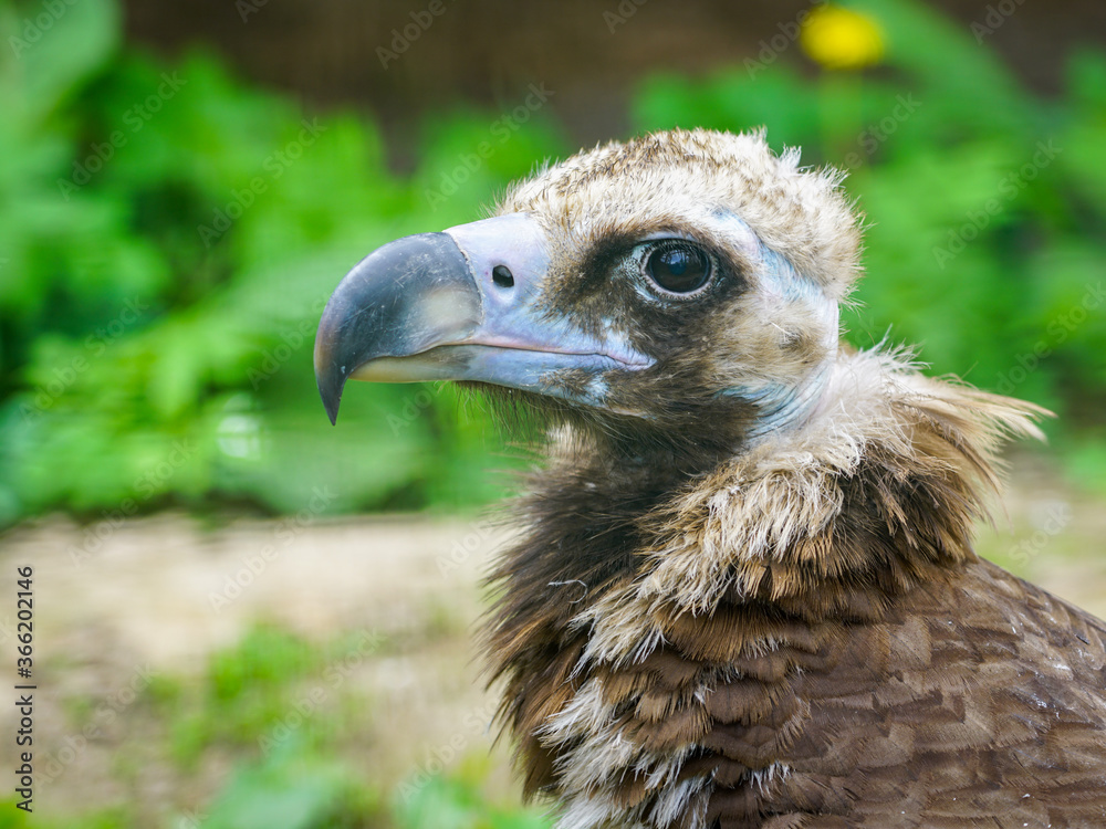 closeup portrait of a cinereous vulture, Aegypius monachus, that is a large raptorial bird closeup portrait of a cinereous vulture, Aegypius monachus, that is a large raptorial bird