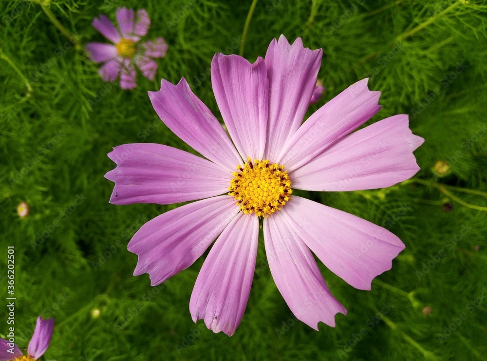 Obraz premium pink daisy flower