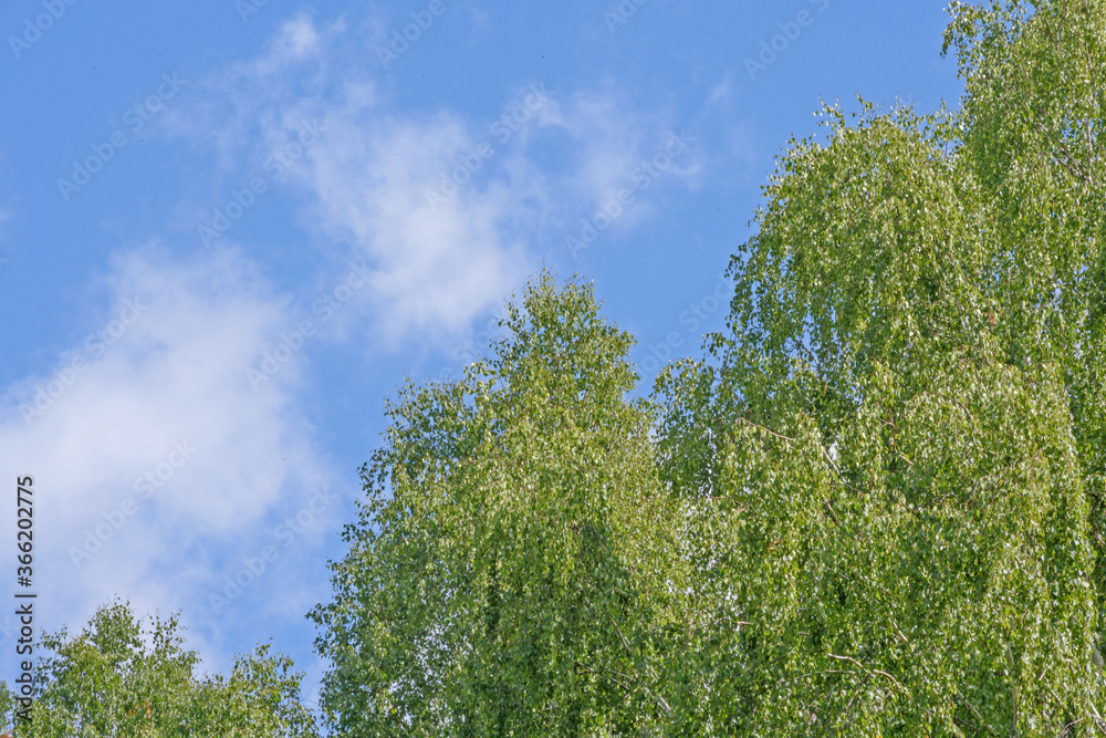 Landscape. Birch trees covered with green foliage, against a summer blue sky with white clouds. Landscape. Birch trees covered with green foliage, against a summer blue sky with white clouds.