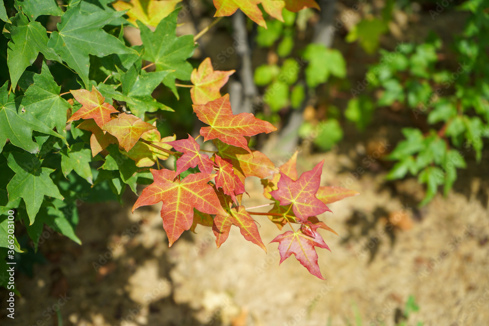 Yellow red shrub leaf in the Park Yellow red shrub leaf in the Park