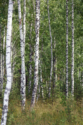 Background. Forest landscape. Birch grove on a summer day.