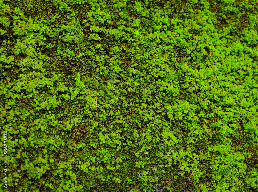background of green moss background of green moss