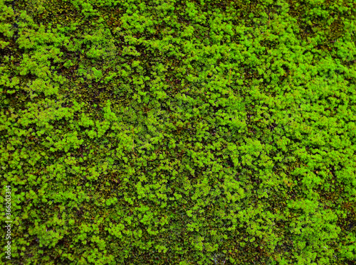 background of green moss