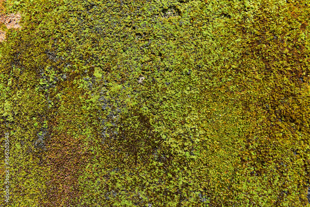 green moss on the stone green moss on the stone