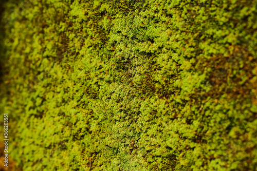 green moss texture