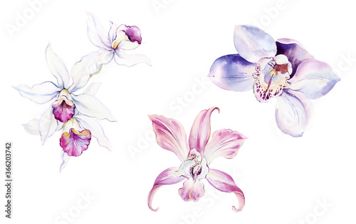 Flowers watercolor illustration.Manual composition.Big Set watercolor elements.