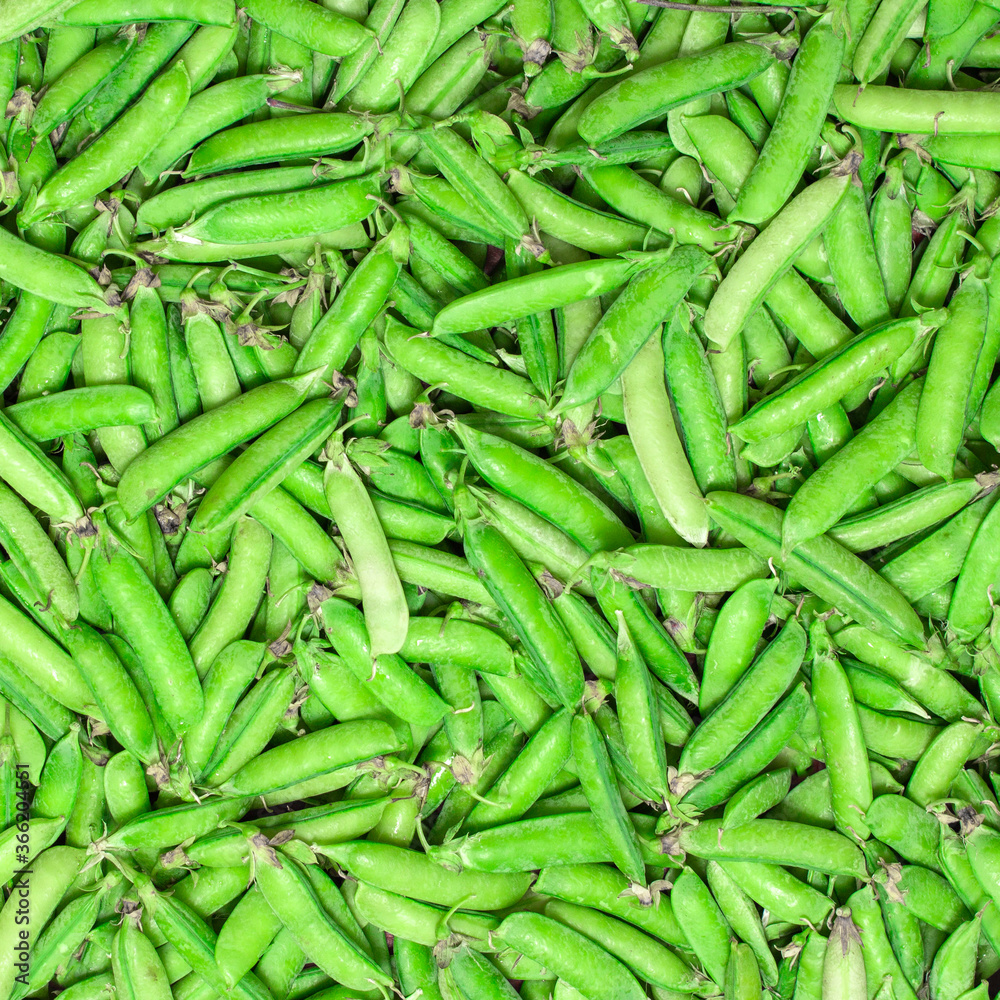 harvest of fresh green peas in pods, texture harvest of fresh green peas in pods, texture