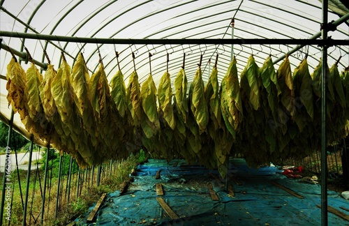 葉たばこの乾燥