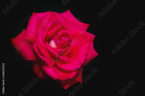 Red rose flower with water drops on the petals on a black background.