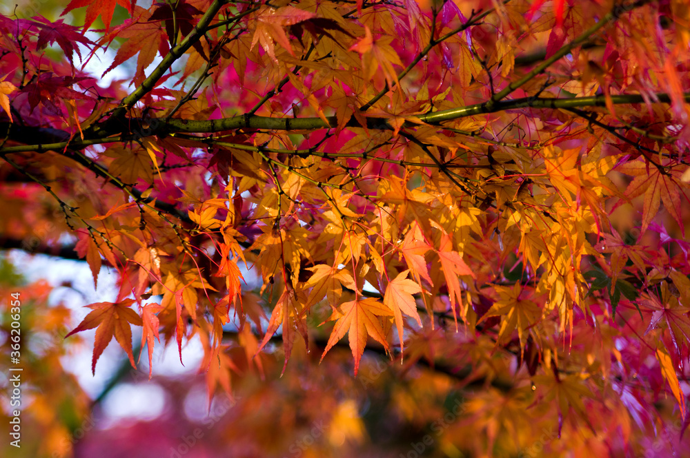 The maple is colored in beautiful red and yellow. The maple is colored in beautiful red and yellow.